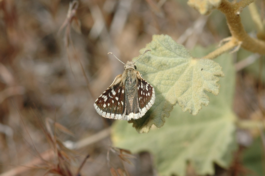 Pyrgus scriptura apertorum - Small Checkered-Skipper