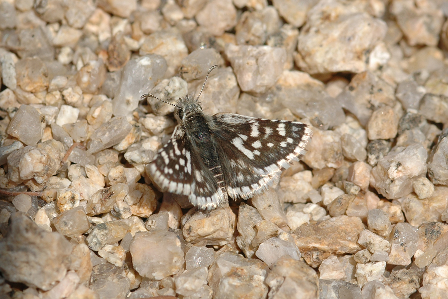 Pyrgus scriptura apertorum - Small Checkered-Skipper