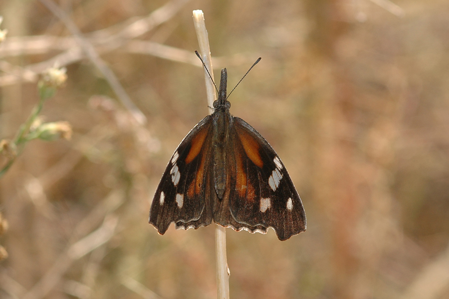Libytheana carinenta streckeri - American Snout