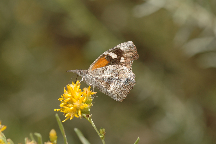 Libytheana carinenta streckeri - American Snout