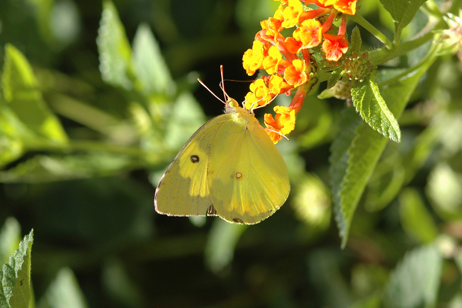 Southern Dogface - Zerene cesonia