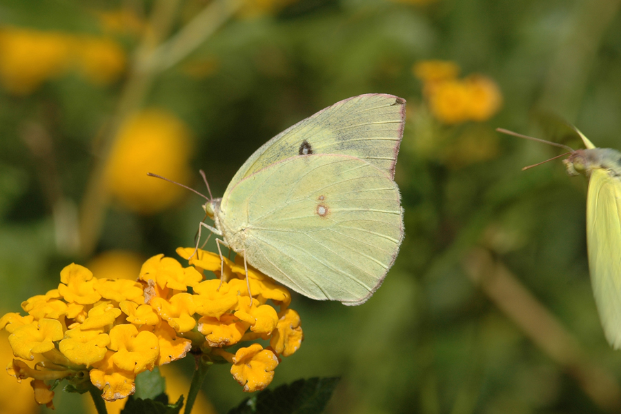 Southern Dogface - Zerene cesonia