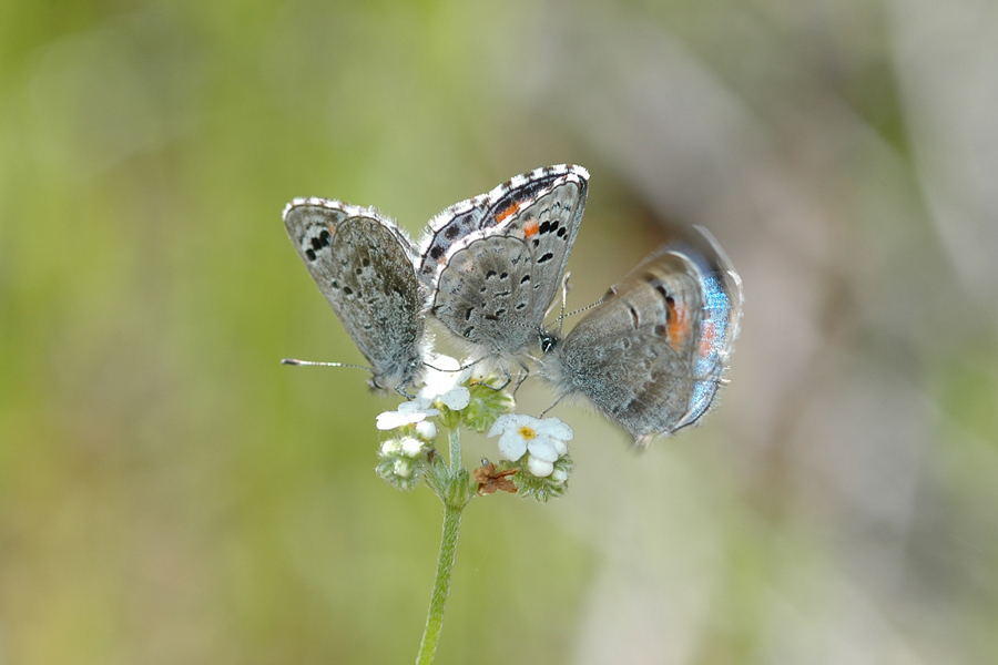 Philotes sonorensis sonorensis - Sonoran Blue