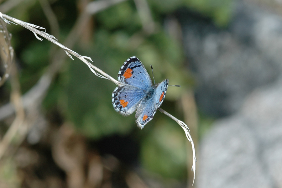 Philotes sonorensis sonorensis - Sonoran Blue
