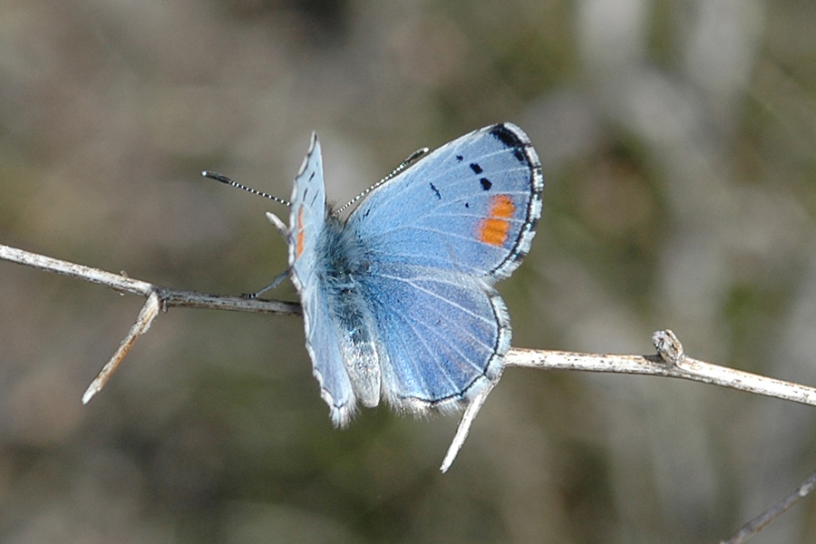 Philotes sonorensis sonorensis - Sonoran Blue