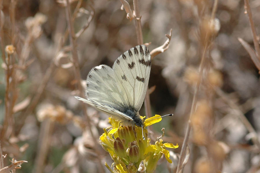 Spring White - Pontia sisymbrii