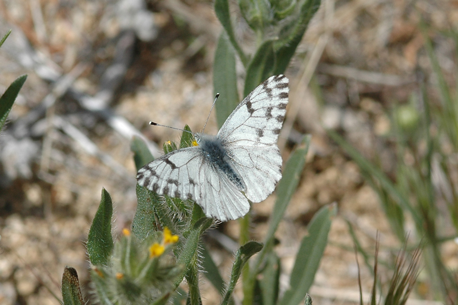 Spring White - Pontia sisymbrii