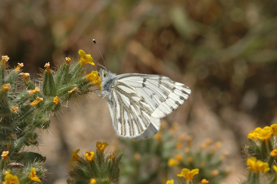Spring White - Pontia sisymbrii