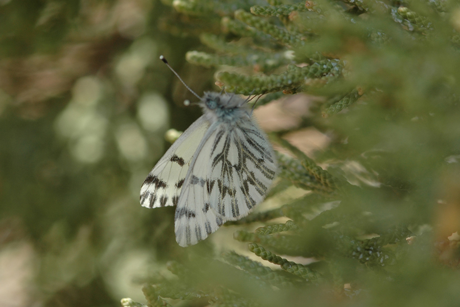 Spring White - Pontia sisymbrii