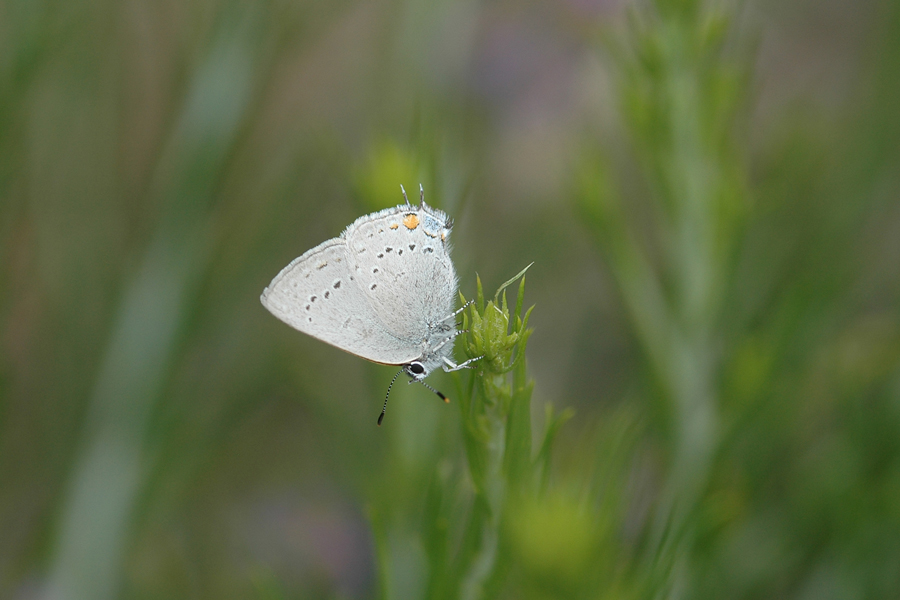 Satyrium sylvinus sylvinus - Sylvan Hairstreak