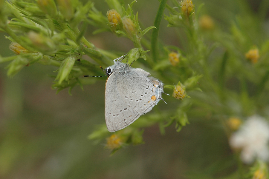 Satyrium sylvinus sylvinus - Sylvan Hairstreak