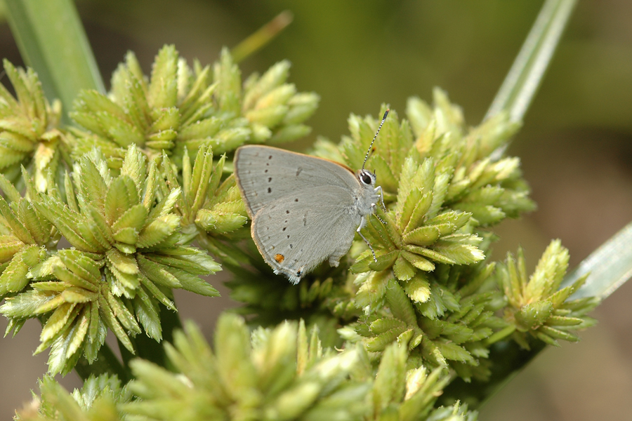 Satyrium sylvinus desertorum - Desert Sylvan Hairstreak