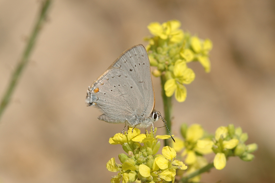 Satyrium sylvinus desertorum - Desert Sylvan Hairstreak