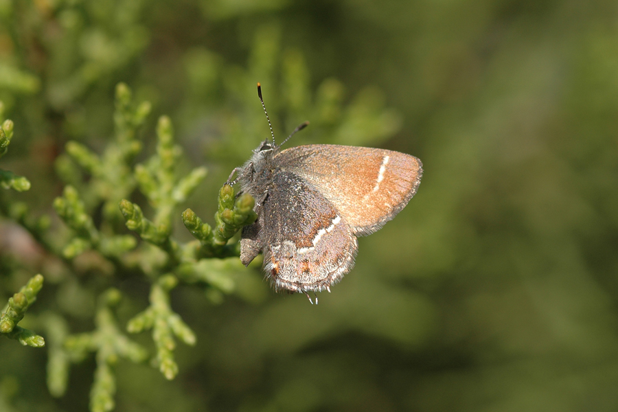 Thorne's Hairstreak