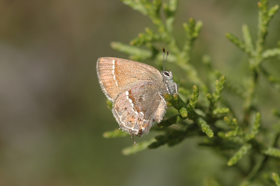 Thorne's Hairstreak