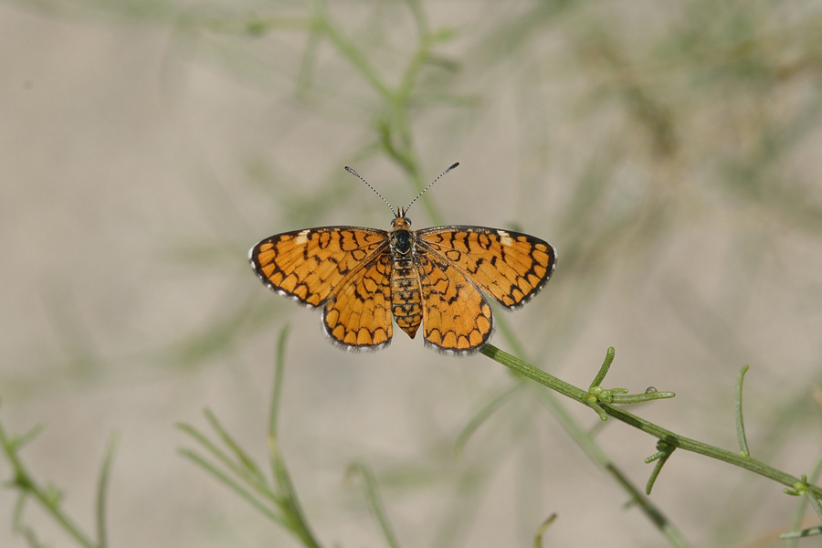 Photograph of Microtia dymas imperialis - Tiny Checkerspot