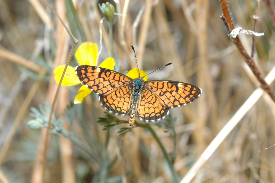 Dymasia dymas imperialis - Tiny Checkerspot