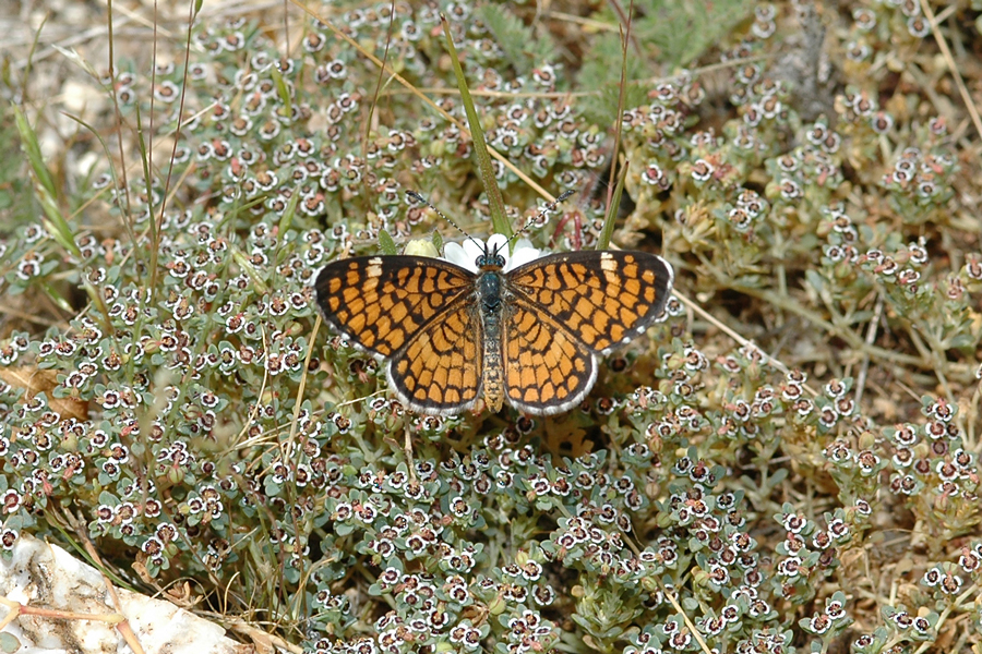 Dymasia dymas imperialis - Tiny Checkerspot