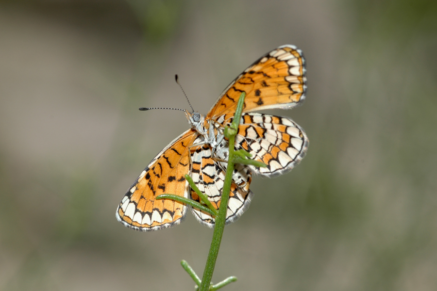 Dymasia dymas imperialis - Tiny Checkerspot