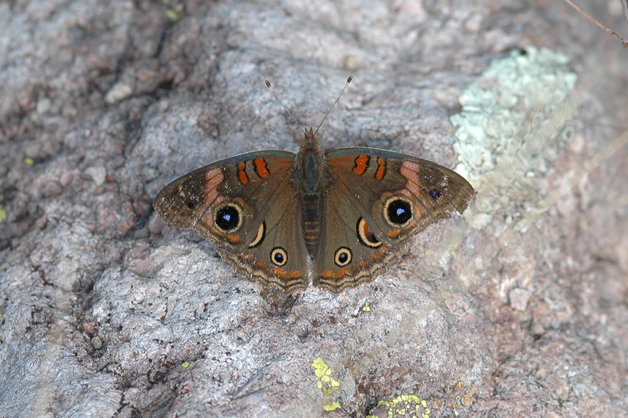 Junonia genoveva nigrosuffusa - Tropical Buckeye