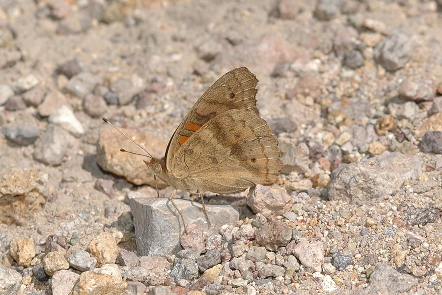 Junonia genoveva nigrosuffusa - Tropical Buckeye