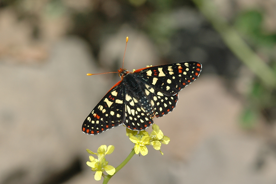 Euphydryas c. chalcedona - 'Chalcedon' Variable Checkerspot