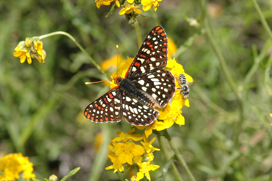 Euphydryas c. chalcedona - 'Chalcedon' Variable Checkerspot