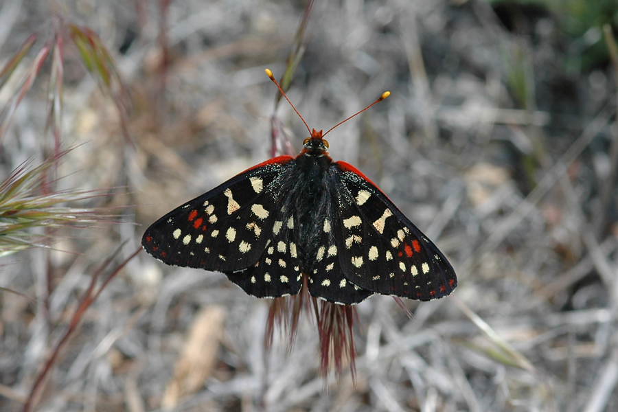 Euphydryas c. chalcedona - 'Chalcedon' Variable Checkerspot