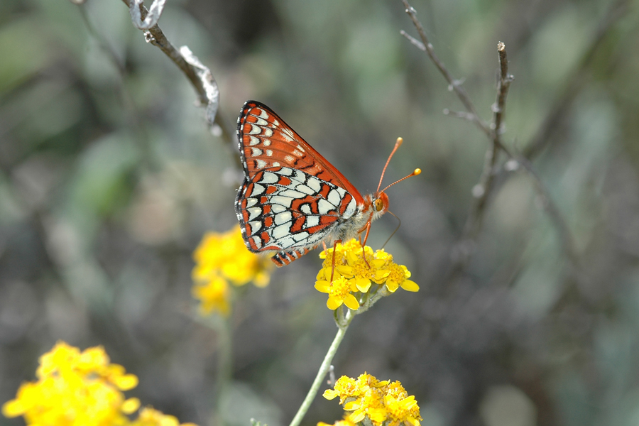 Euphydryas c. chalcedona - 'Chalcedon' Variable Checkerspot