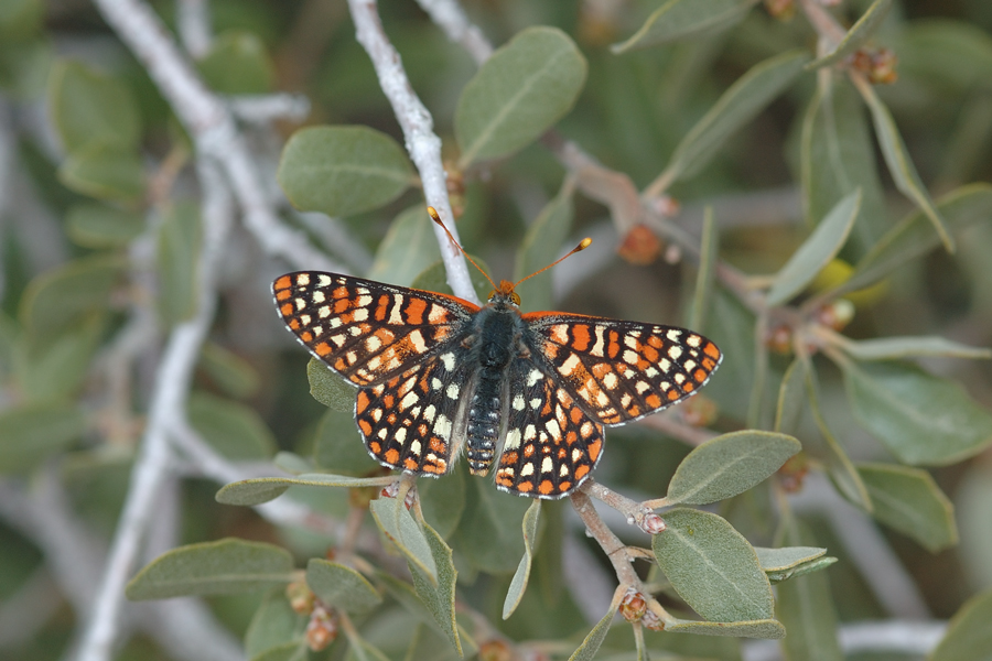 Euphydryas chalcedona hennei - 'Henne's' Variable Checkerspot