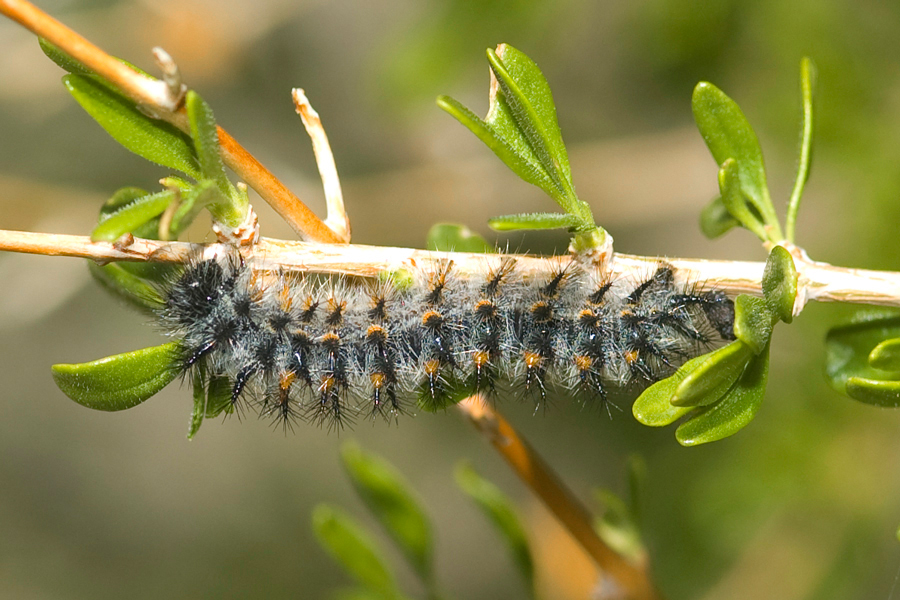 Euphydryas chalcedona hennei - 'Henne's' Variable Checkerspot larvae