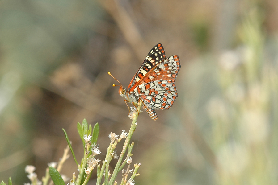 Euphydryas chalcedona hennei - 'Henne's' Variable Checkerspot
