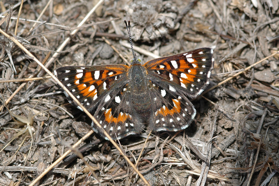 Apodemia virgulti virgulti - Behr's Metalmark