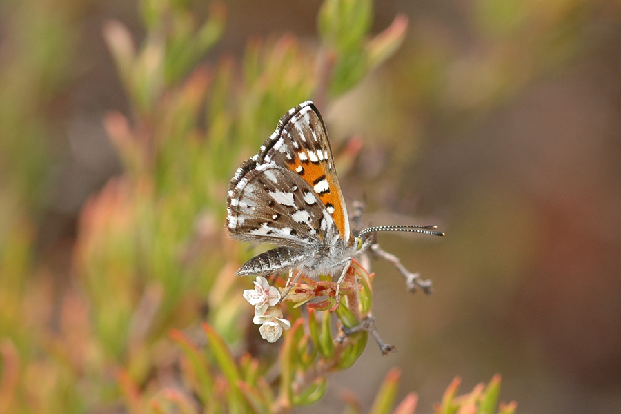 Apodemia virgulti virgulti - Behr's Metalmark