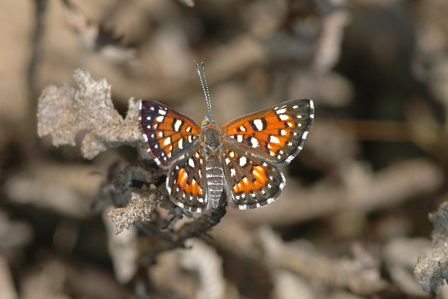 Apodemia virgulti virgulti - Behr's Metalmark