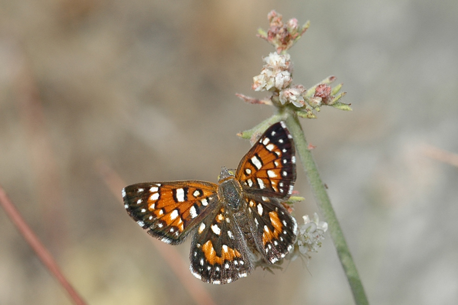 Apodemia virgulti virgulti - Behr's Metalmark
