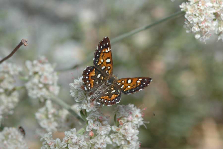 Apodemia virgulti virgulti - Behr's Metalmark