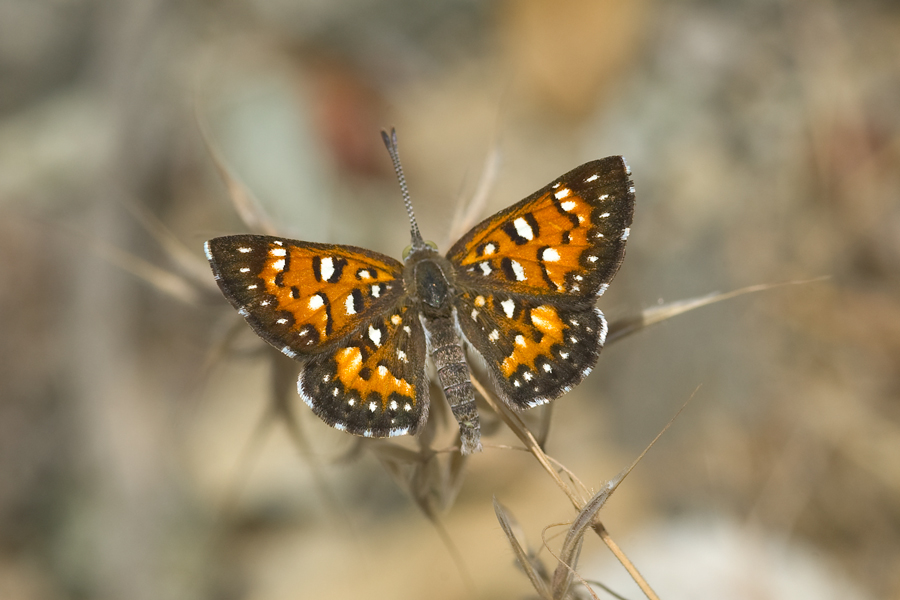Apodemia virgulti virgulti - Behr's Metalmark