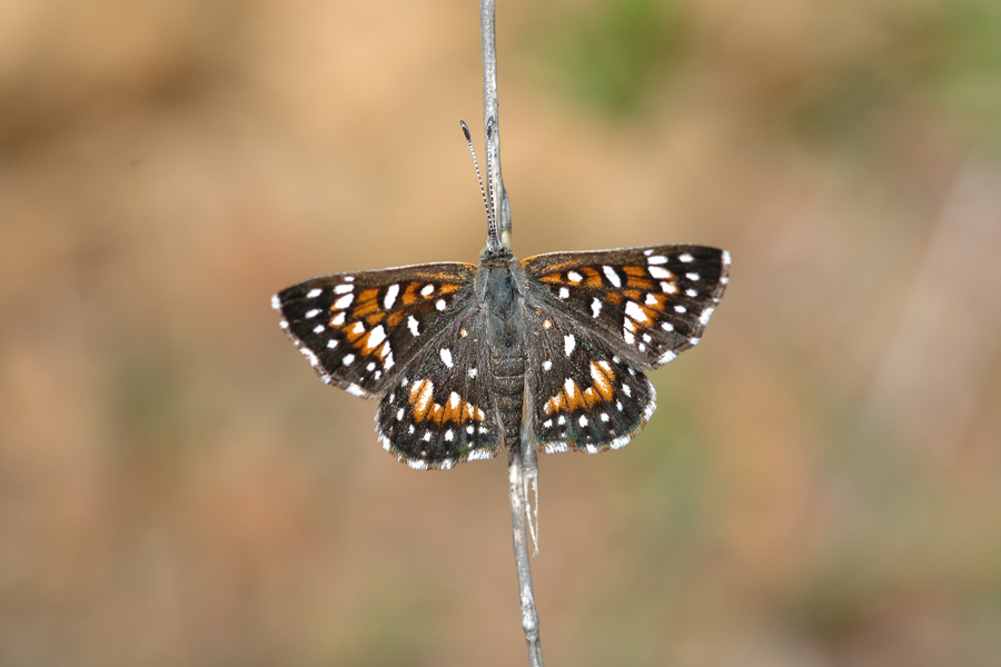 Apodemia virgulti virgulti - Behr's Metalmark