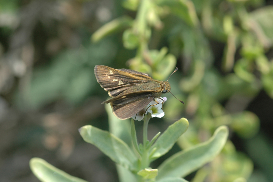Panoquina errans - Wandering Skipper