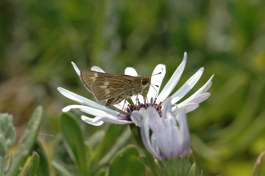 Panoquina errans - Wandering Skipper