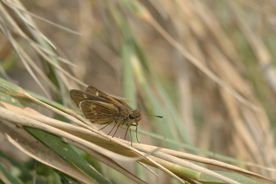 Panoquina errans - Wandering Skipper