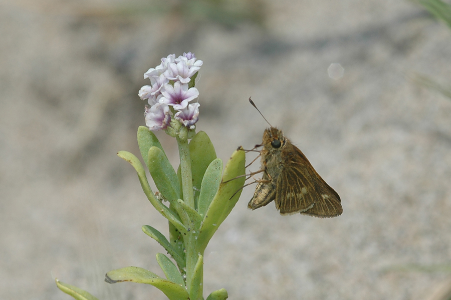 Panoquina errans - Wandering Skipper