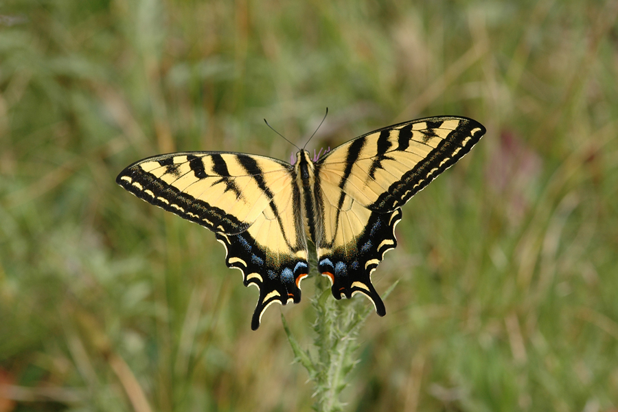 Western Tiger Swallowtail - Papilio rutulus