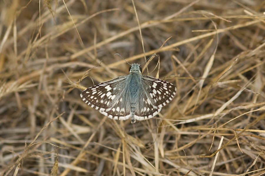 Burnsius albezens - White Checkered-Skipper