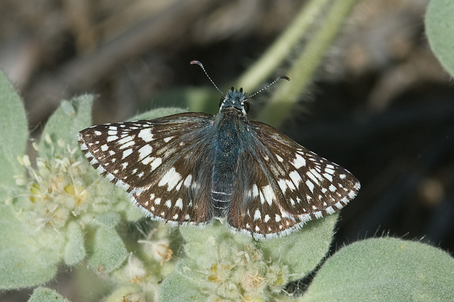 Burnsius albezens - White Checkered-Skipper