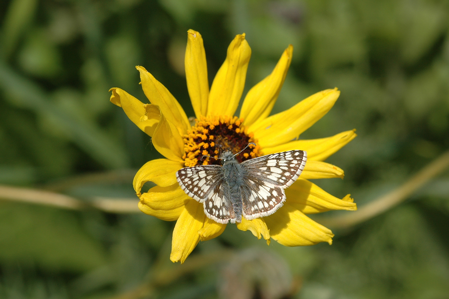 Burnsius albezens - White Checkered-Skipper