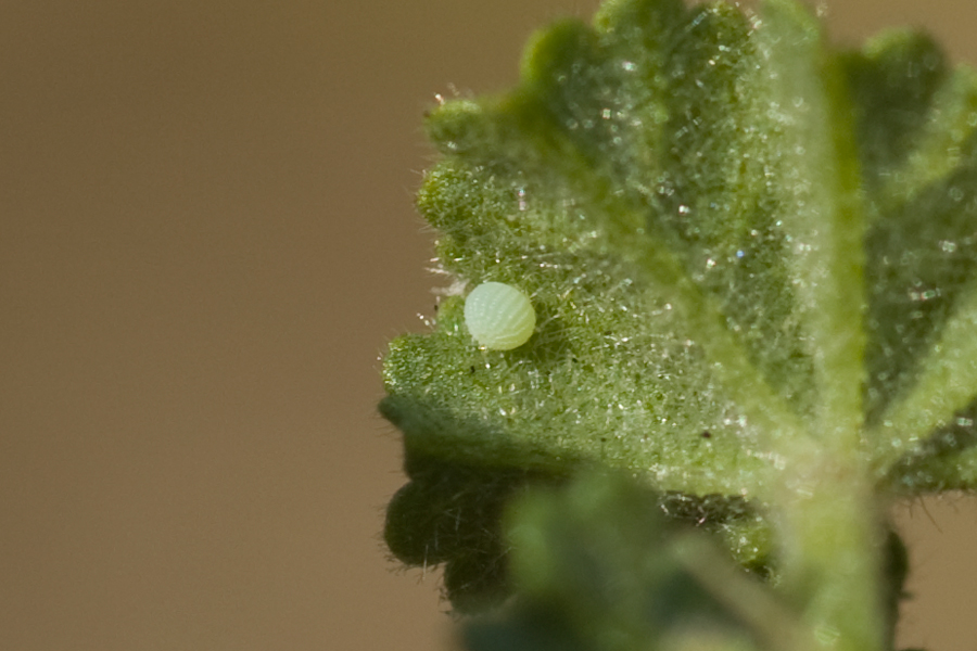 An egg of Burnsius albezens - White Checkered-Skipper - on Spaeralcea ambigua