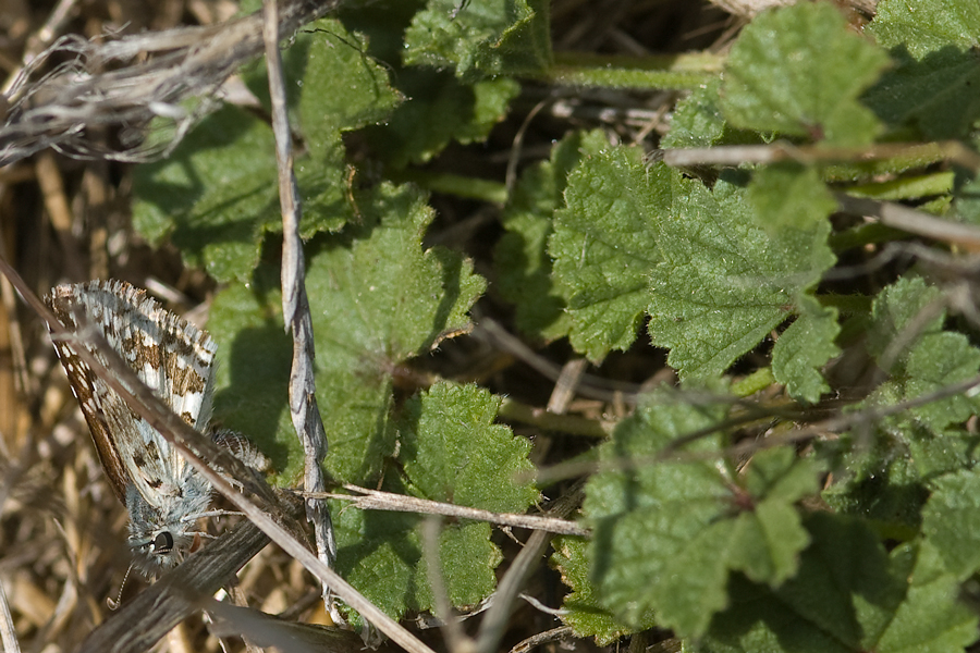 Burnsius albezens - White Checkered-Skipper