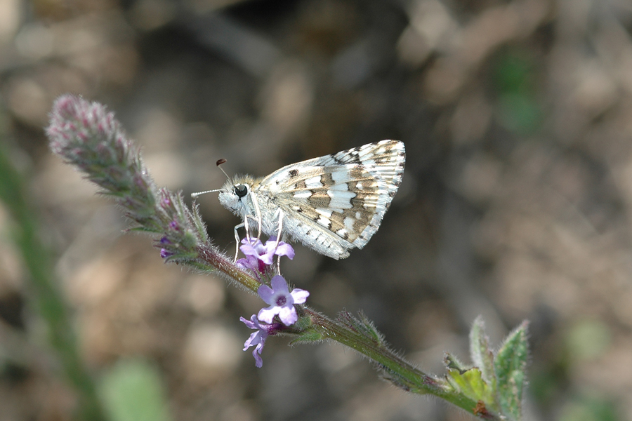 Pyrgus albescens - White Checkered-Skipper